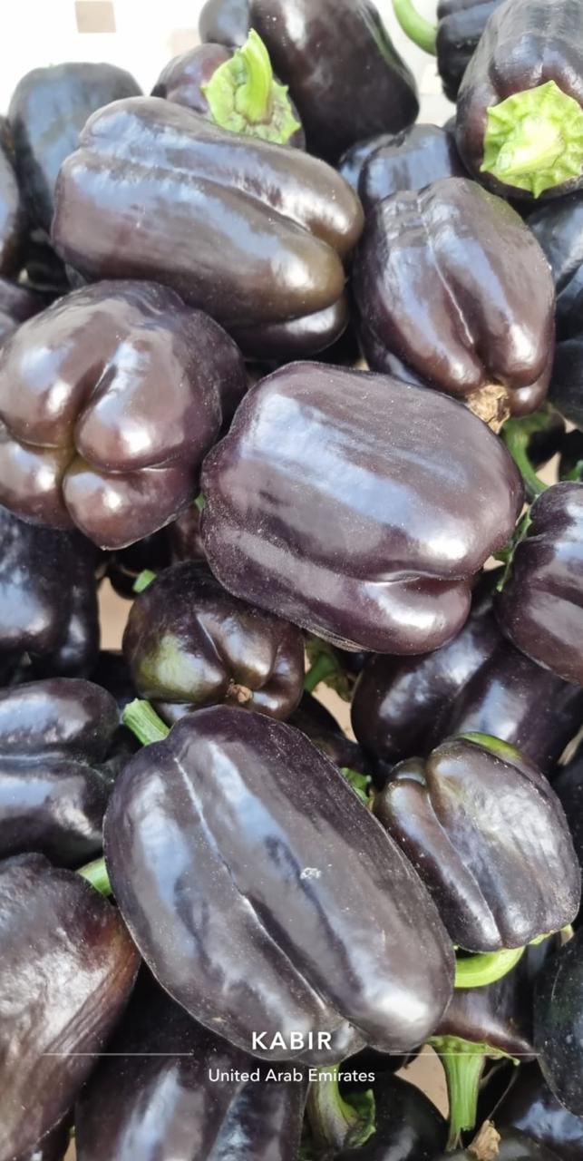 Capsicum Black
